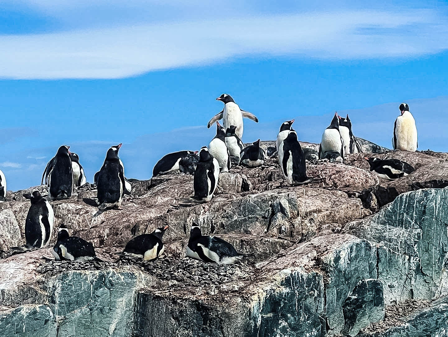 image of penguins