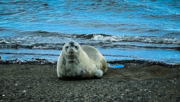image of a seal